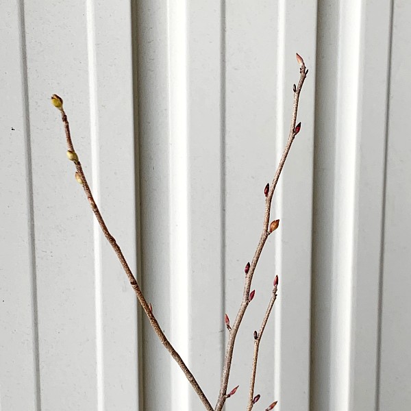 山採り　トサミズキ トサミズキ （土佐水木）