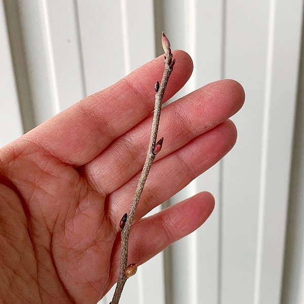 トサミズキ （土佐水木）