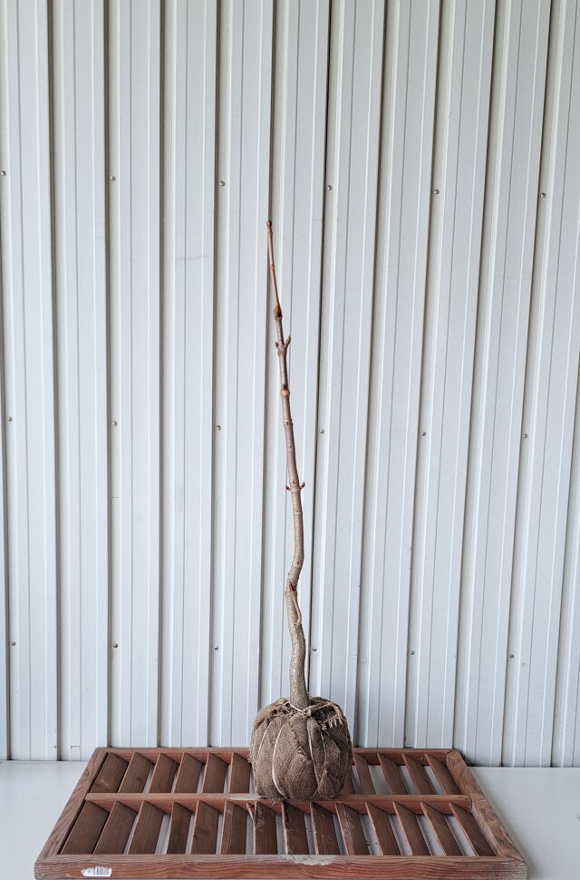 トチノキ とちのき 植木組合