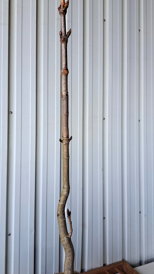 トチノキ　とちのき　植木組合