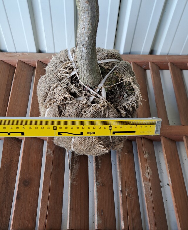 トチノキ　とちのき　植木組合