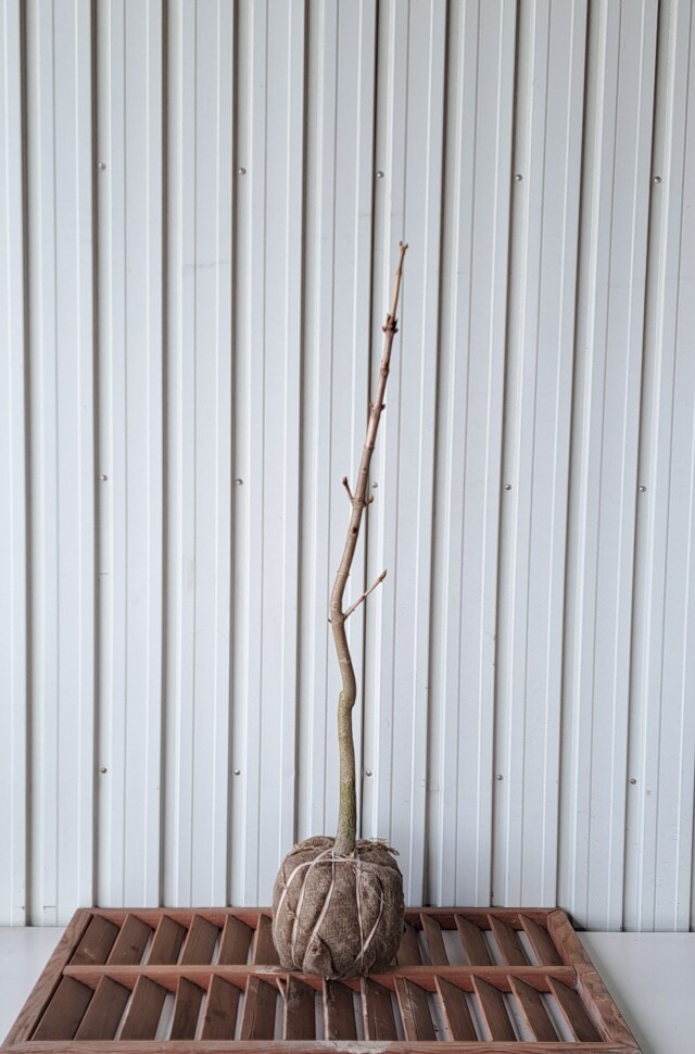 トチノキ　とちのき　植木組合