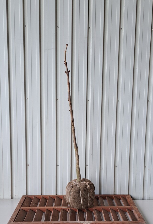 トチノキ　とちのき　植木組合