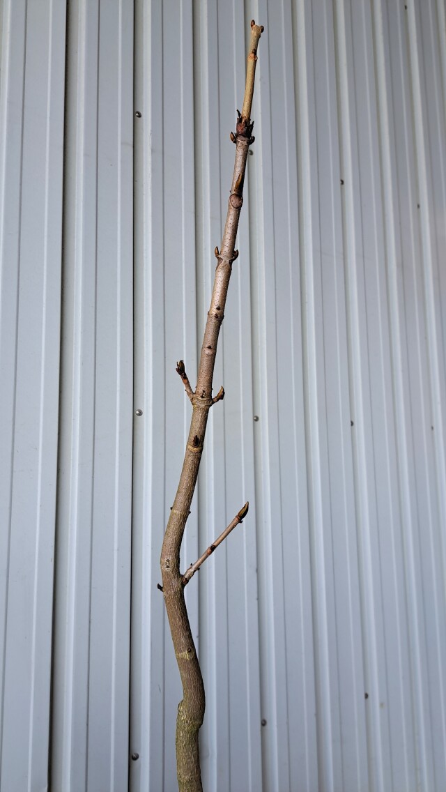 トチノキ　とちのき　植木組合