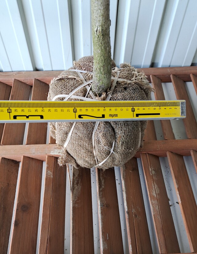 トチノキ　とちのき　植木組合