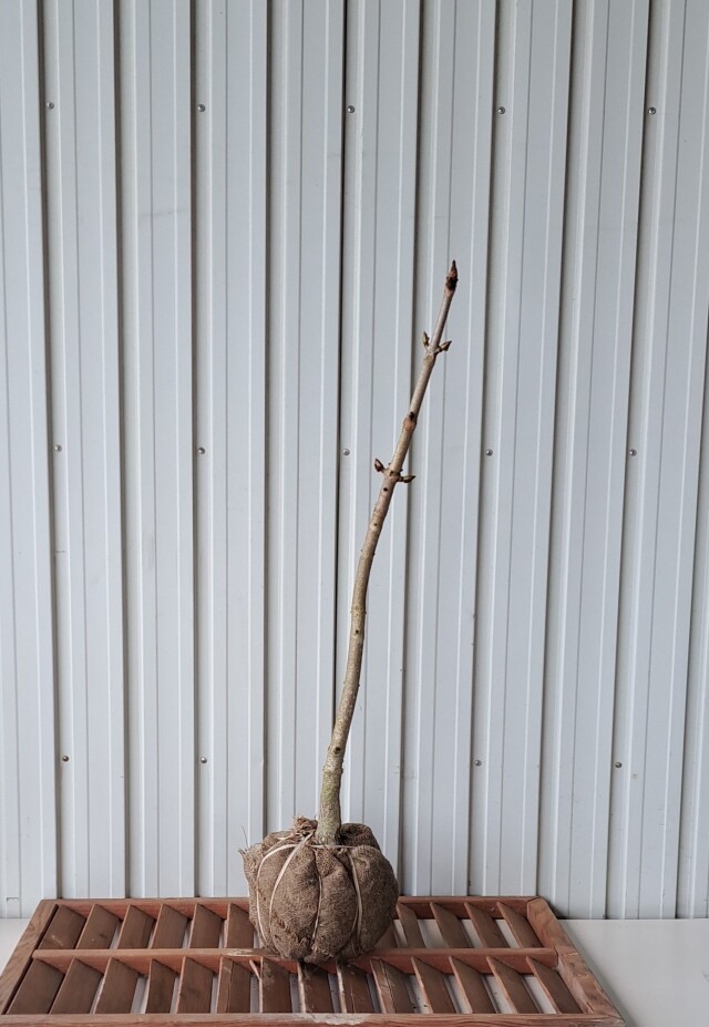 トチノキ　とちのき　植木組合