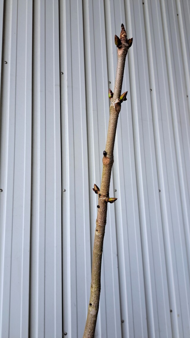 トチノキ　とちのき　植木組合