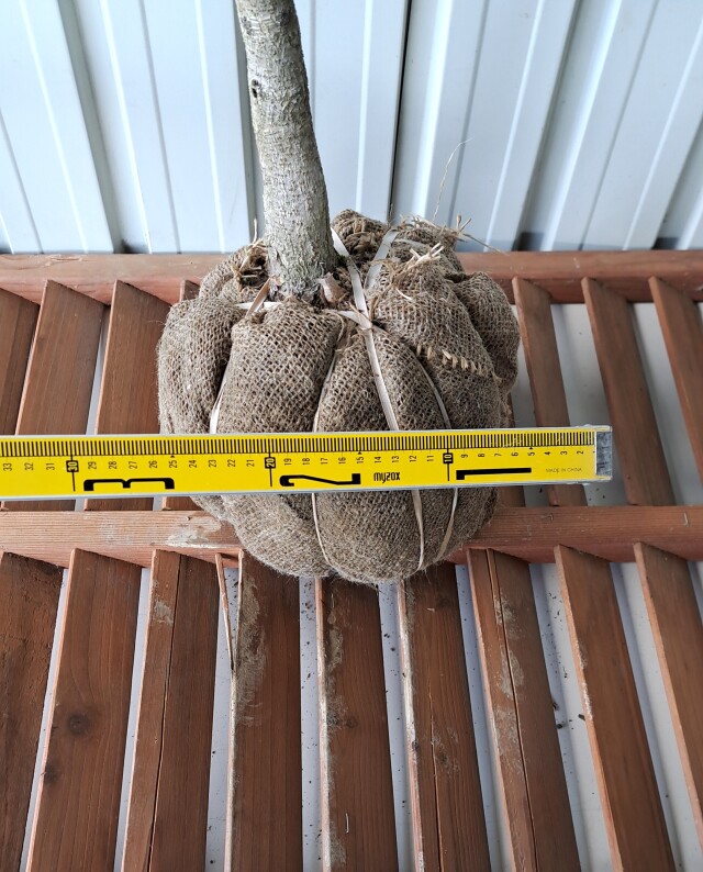 トチノキ　とちのき　植木組合