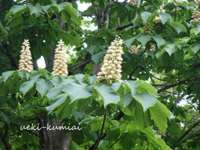 栃の木　とちのき　トチノキ　雑木　苗　木　植木組合　落葉