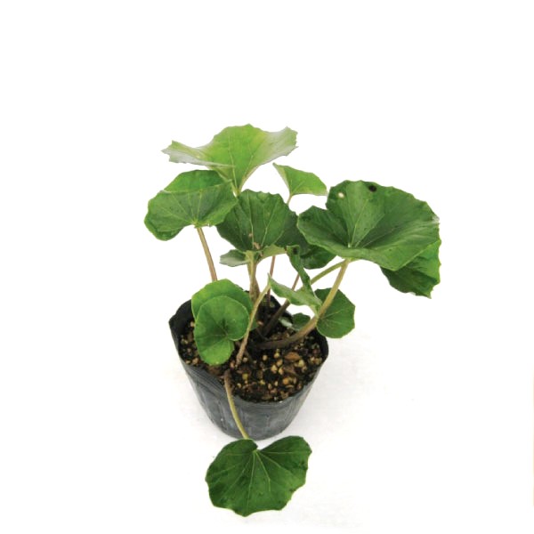 イロハモミジ 高さ約1.5m