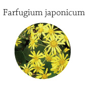 ツワブキ　花