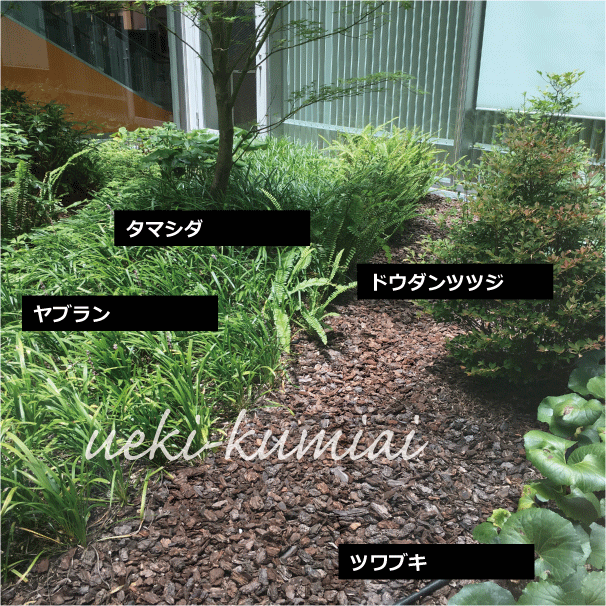 ツワブキ　ヤブラン　植栽例　植木組合