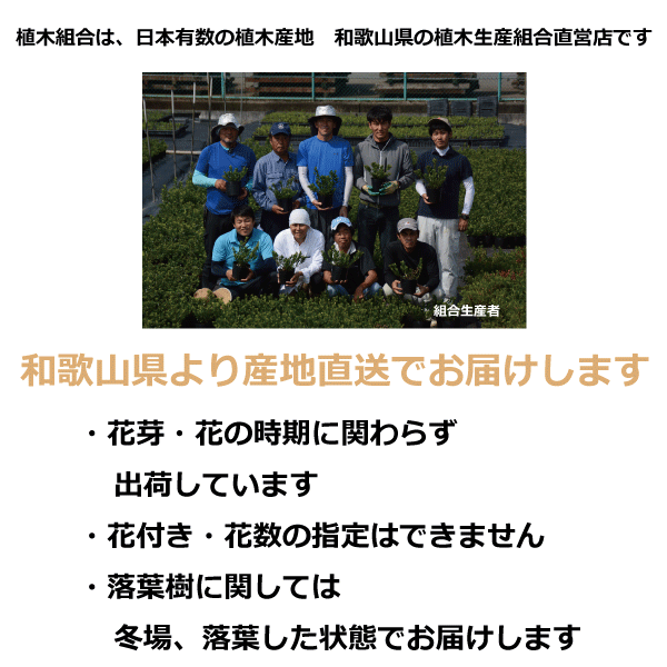 生産者　植木組合 600px