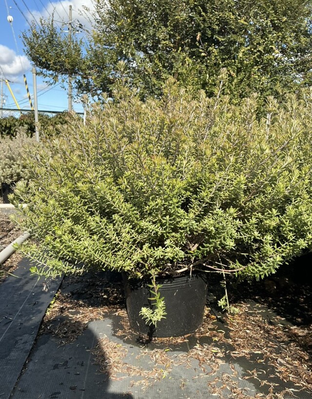 ウエストリンギア　うえすとりんぎあ　21ｃｍポット　植木組合