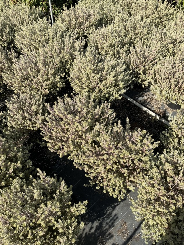 ウエストリンギア　スモーキーホワイト　うえすとりんぎあ　すもーきーほわいと　21ｃｍポット　植木組合