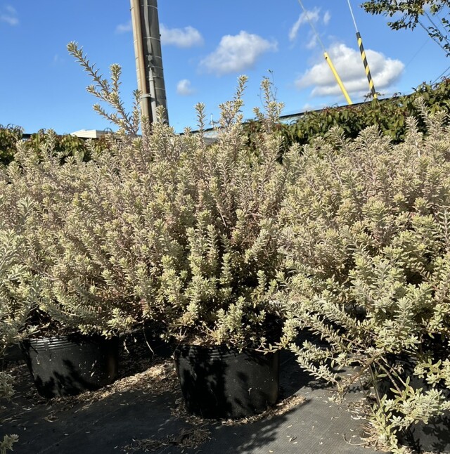 ウエストリンギア　スモーキーホワイト　うえすとりんぎあ　すもーきーほわいと　21ｃｍポット　植木組合