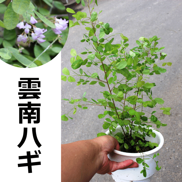 雲南ハギ　ウンナンハギ