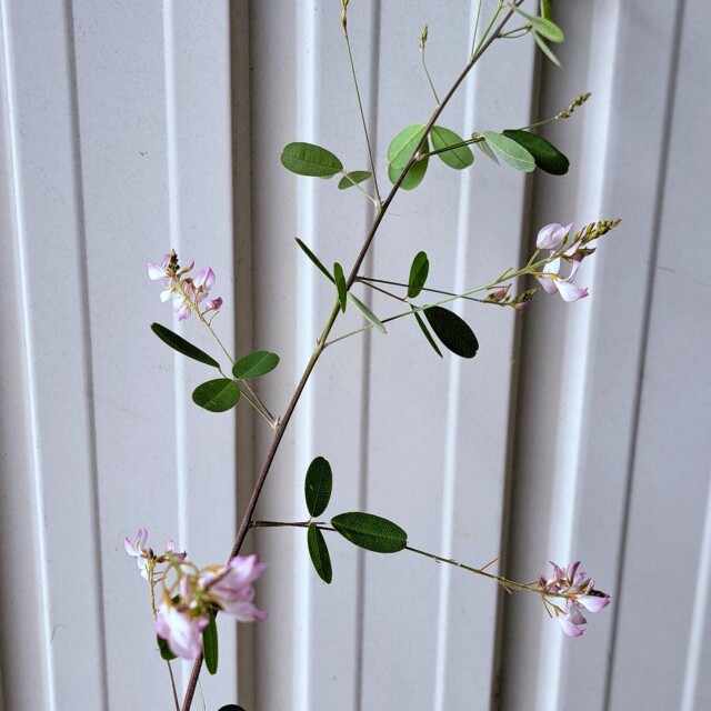 ウンナンハギ　　植木組合　葉　枝