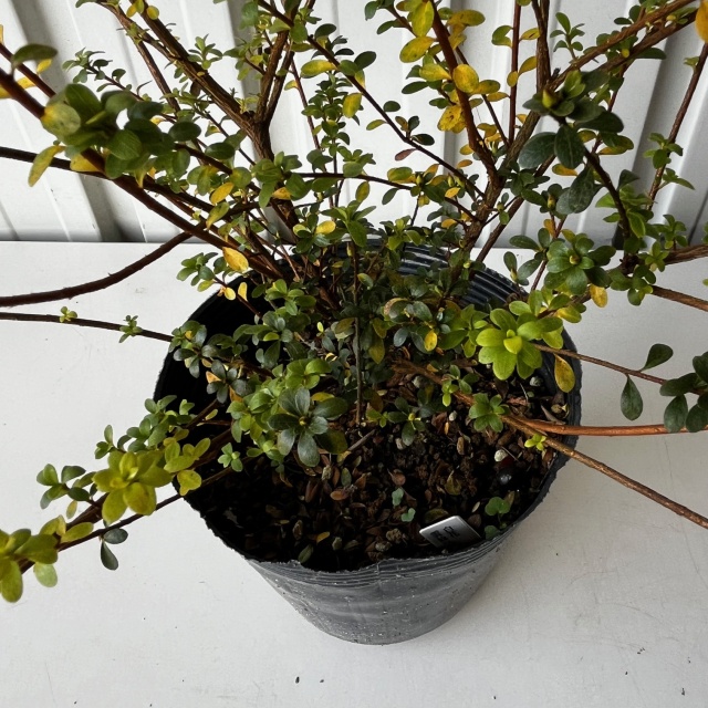 ウンゼンツツジ　白花