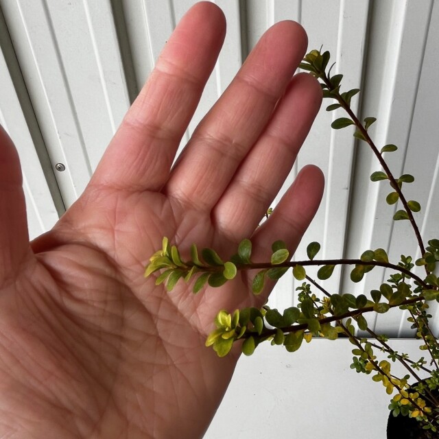 ウンゼンツツジ　白花