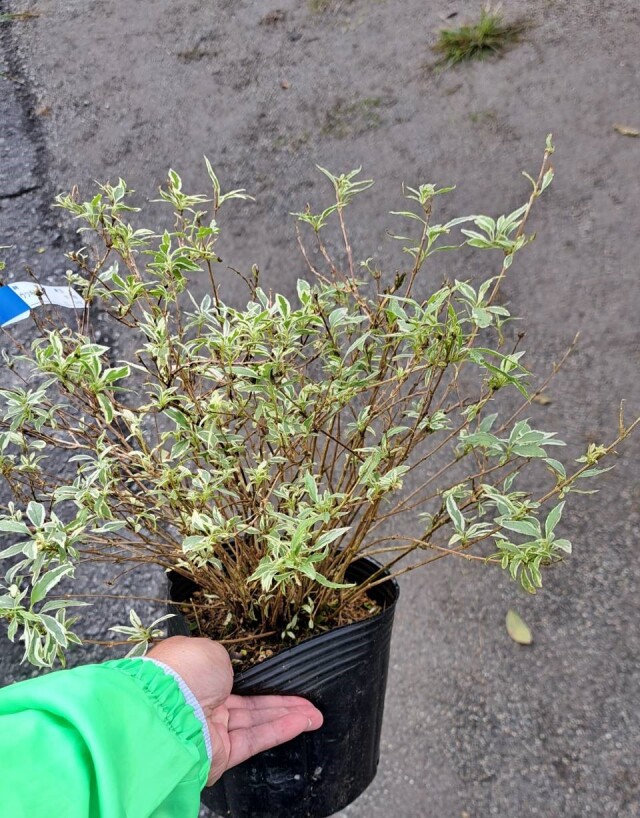 ウツギ　 伊勢錦　（空木　イセニシキ）　落葉低木　植木組合