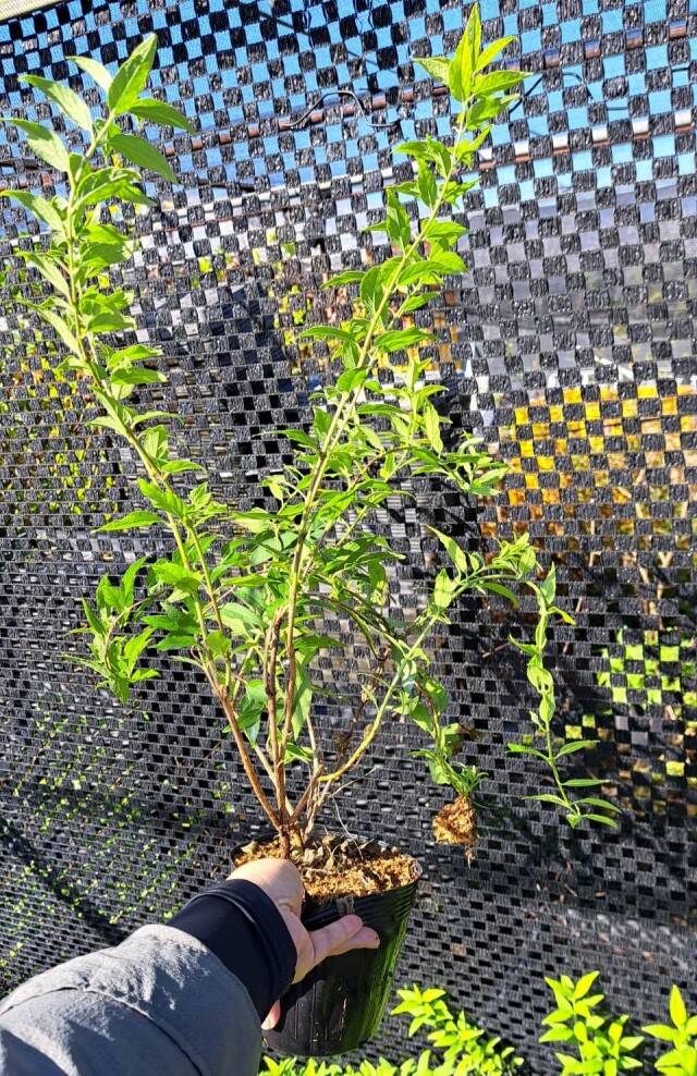 ヒメウツギ ライムシャンデリア　（姫空木）　苗　ひめうつぎ　らいむしゃんでりあ　植木組合　落葉低木