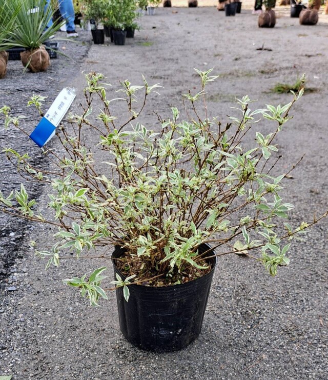 ウツギ　 伊勢錦　（空木　イセニシキ）　落葉低木　植木組合