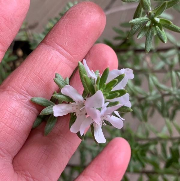 ウエストリンギア　白花　うえすとりんぎあ　植木組合