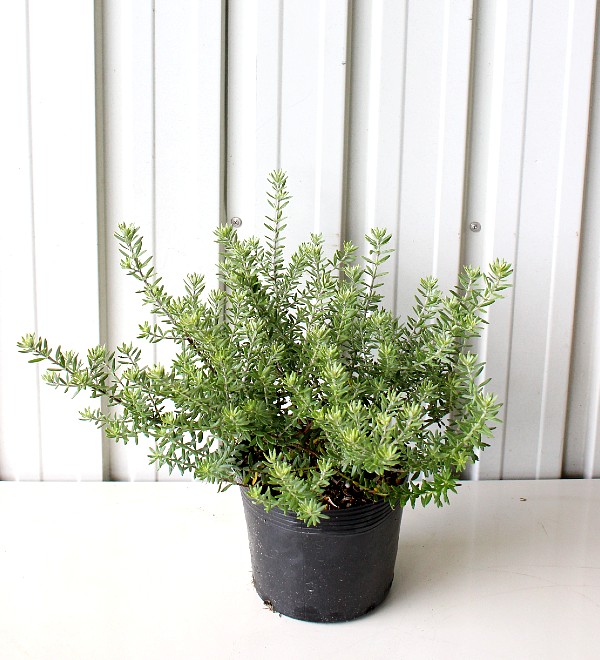 ウエストリンギア　白花　15ｃｍポット　　植木組合