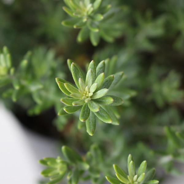 ウエストリンギア　白花　15ｃｍポット うえすとりんぎあ　葉　植木組合