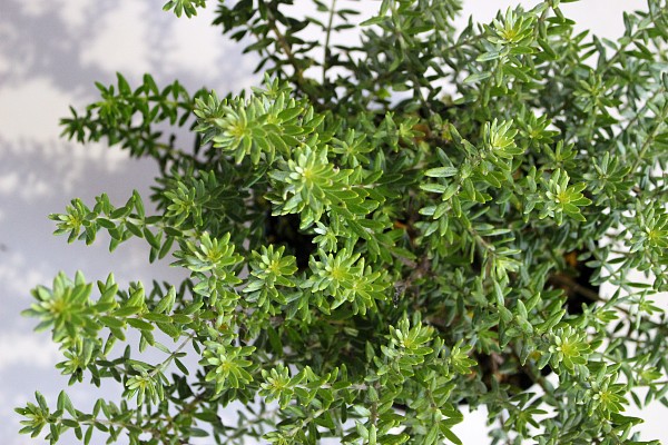 ウエストリンギア　白花　15ｃｍポット　うえすとりんぎあ　葉　植木組合
