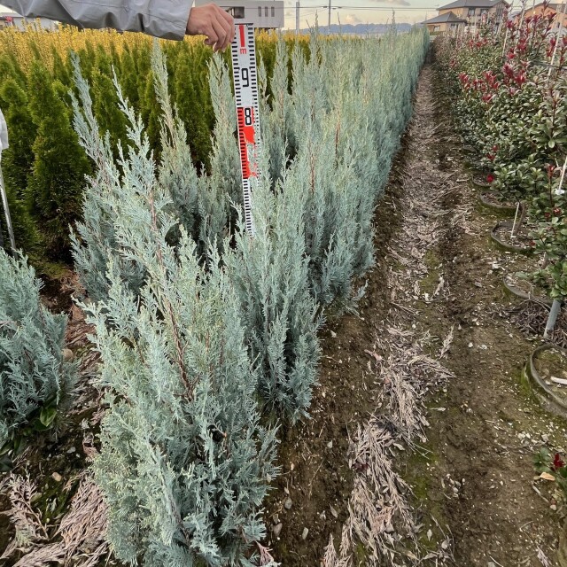ウィッチタブルー　　植木組合　コニファー