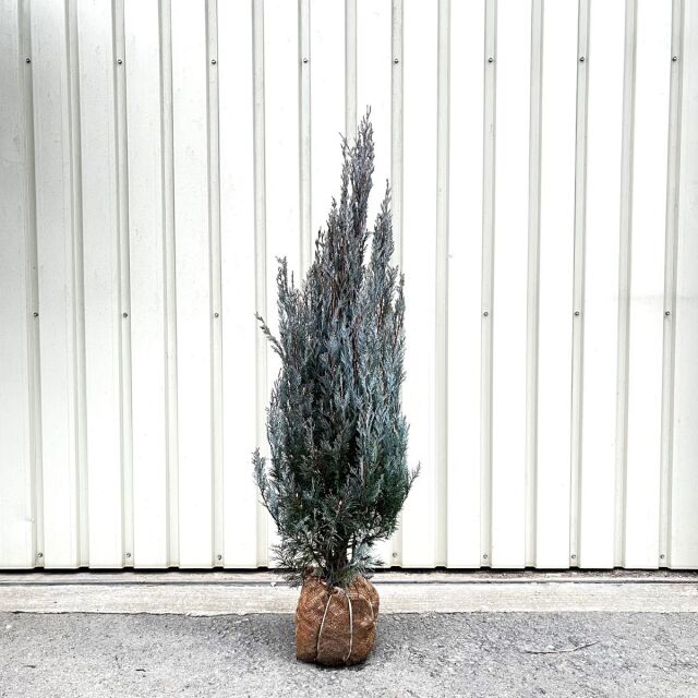 ウィッチタブルー　1ｍ　うぃっちたぶるー　葉　植木組合