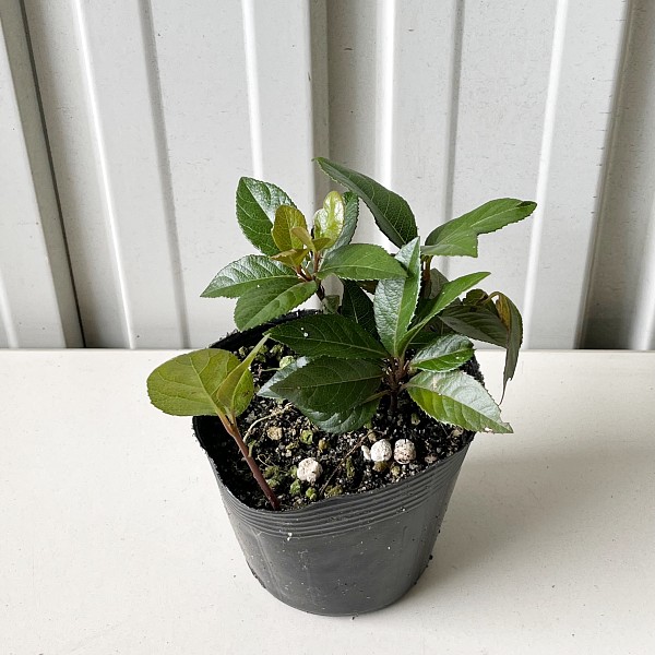 フイリヒサカキ 残雪