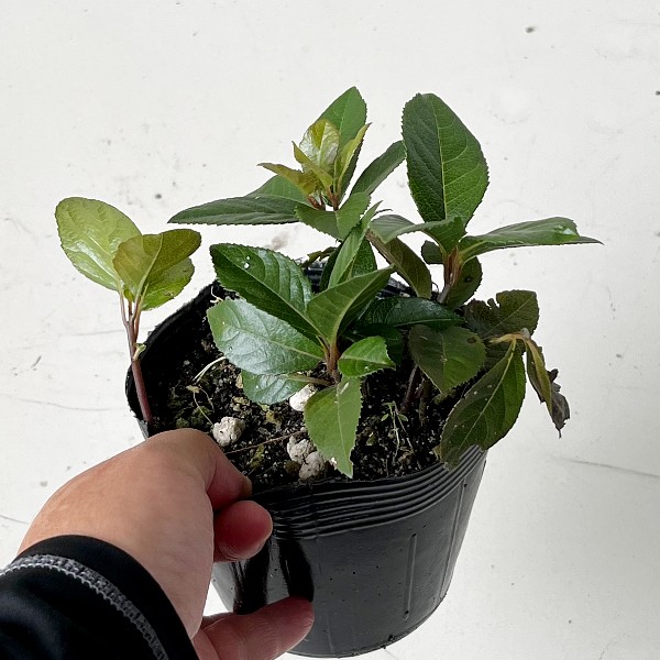 ヤブコウジ　葉　植木組合　藪柑子　