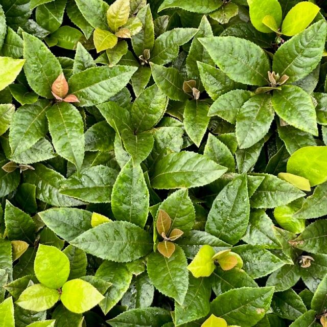 ヤブコウジ　葉　植木組合　藪柑子　800px