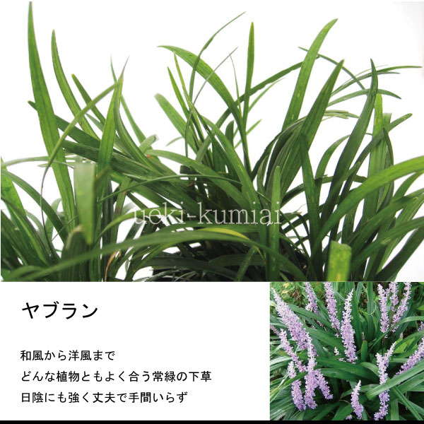 ヤブラン　藪蘭　苗　植木組合