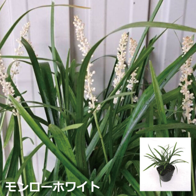 ヤブラン　白　モンローホワイト　グランドカバー　植木組合