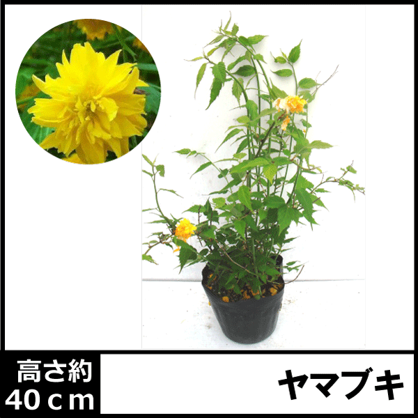 山吹　ヤマブキ　植木