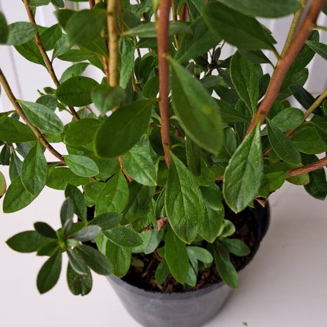 ヤマツツジ（山躑躅）