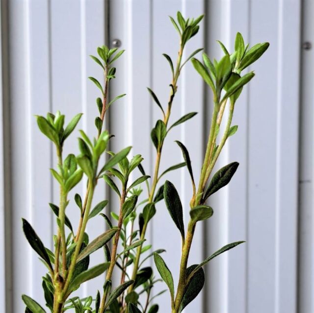 山採りヤマツツジ。 山採り ヤマツツジ花 2023 - YouTube