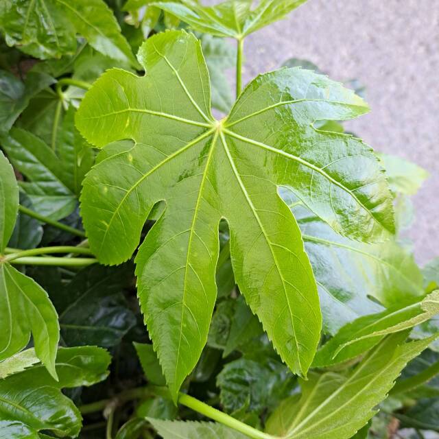 やつで　八つ手　ヤツデ