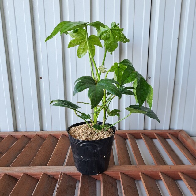 やつで　八つ手　ヤツデ