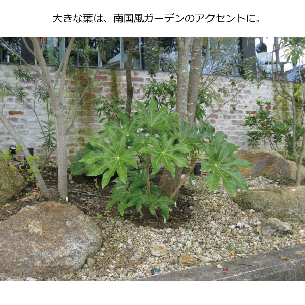 ヤツデ　植栽例