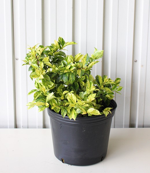 葉色 斑入り 植木組合 葉色 斑入り 植木組合