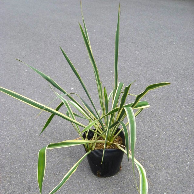 ユッカ ブライトエッジ