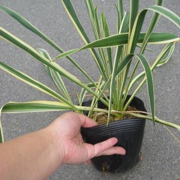 ユッカ　ブライトエッジ　15cmポット入り　ゆっか　ぶらいとえっじ　葉　植木組合