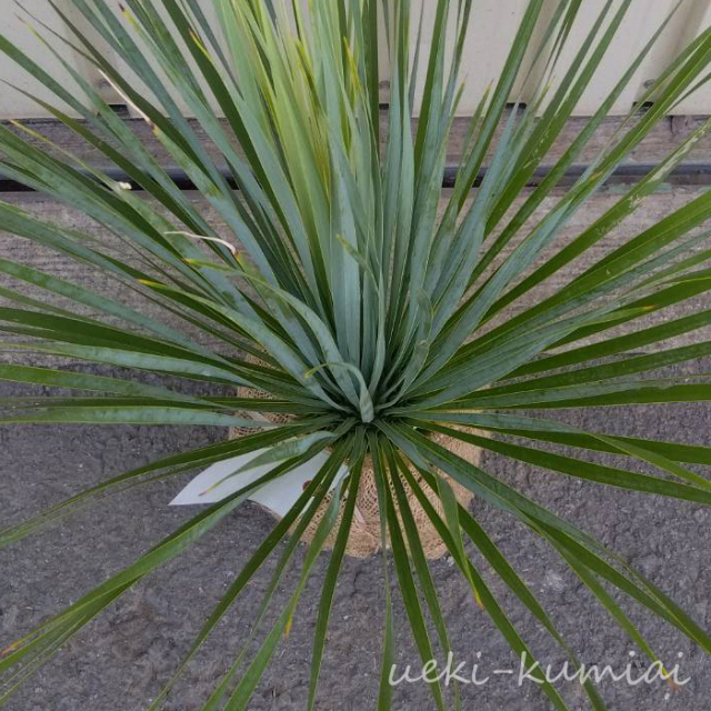 ユッカ　サファイアスカイズ　葉　植木組合　ロストラータ