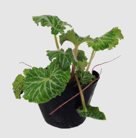 雪ノ下　ゆきのした　ユキノシタ　植木組合　10.5ｐ　