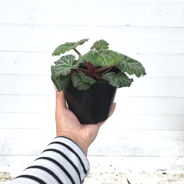 雪ノ下　ゆきのした　ユキノシタ　植木組合　10.5ｐ　